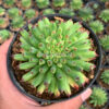 Sempervivum Tectorum Oddity, real gallery image #7 plants. Picture taken directly from kaktus.id community Sempervivum farmer green houses.