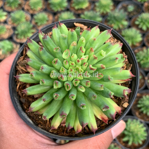 Sempervivum Tectorum Oddity, real gallery image #7 plants. Picture taken directly from kaktus.id community Sempervivum farmer green houses.