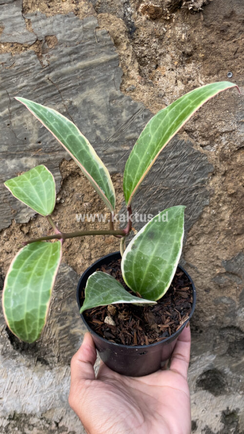 Hoya Macrophylla Variegated 6 Leafs, real gallery image #6 plants. Picture taken directly from kaktus.id community Hoya farmer green houses.
