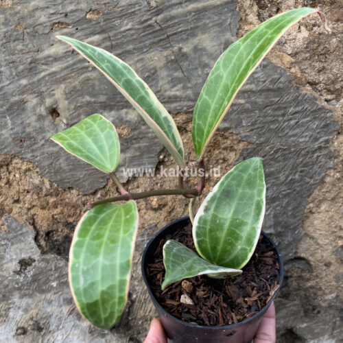 Hoya Macrophylla Variegated 6 Leafs, real gallery image #1 plants. Picture taken directly from kaktus.id community Hoya farmer green houses.