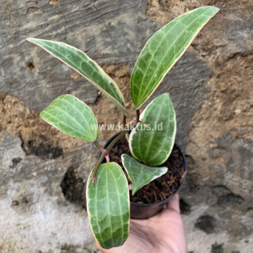 Hoya Macrophylla Variegated 6 Leafs, real gallery image #2 plants. Picture taken directly from kaktus.id community Hoya farmer green houses.