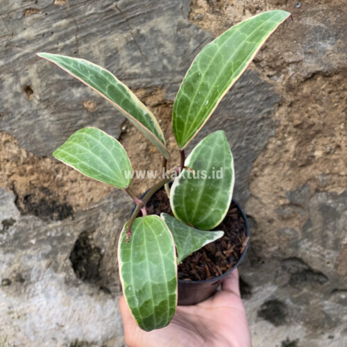 Hoya Macrophylla Variegated 6 Leafs, real gallery image #3 plants. Picture taken directly from kaktus.id community Hoya farmer green houses.