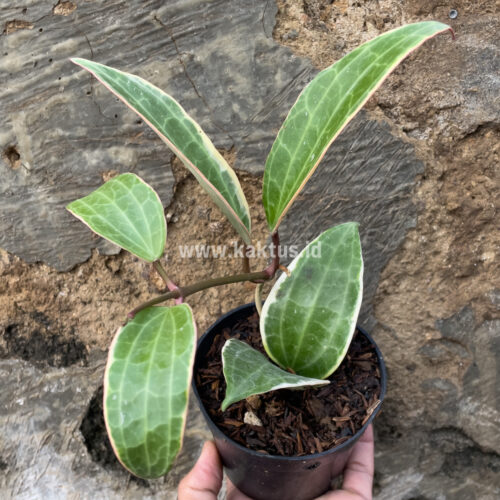 Hoya Macrophylla Variegated 6 Leafs, real gallery image #4 plants. Picture taken directly from kaktus.id community Hoya farmer green houses.