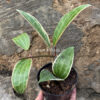 Hoya Macrophylla Variegated 6 Leafs, real gallery image #5 plants. Picture taken directly from kaktus.id community Hoya farmer green houses.