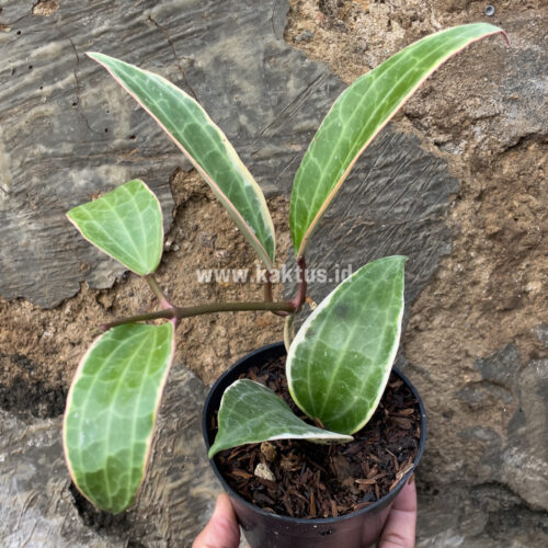 Hoya Macrophylla Variegated 6 Leafs, real gallery image #5 plants. Picture taken directly from kaktus.id community Hoya farmer green houses.