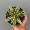 Agave Victoriae-reginae Giant Leafs Variegated, real feature image plant. Picture taken directly from kaktus.id community Agave farmer green houses.