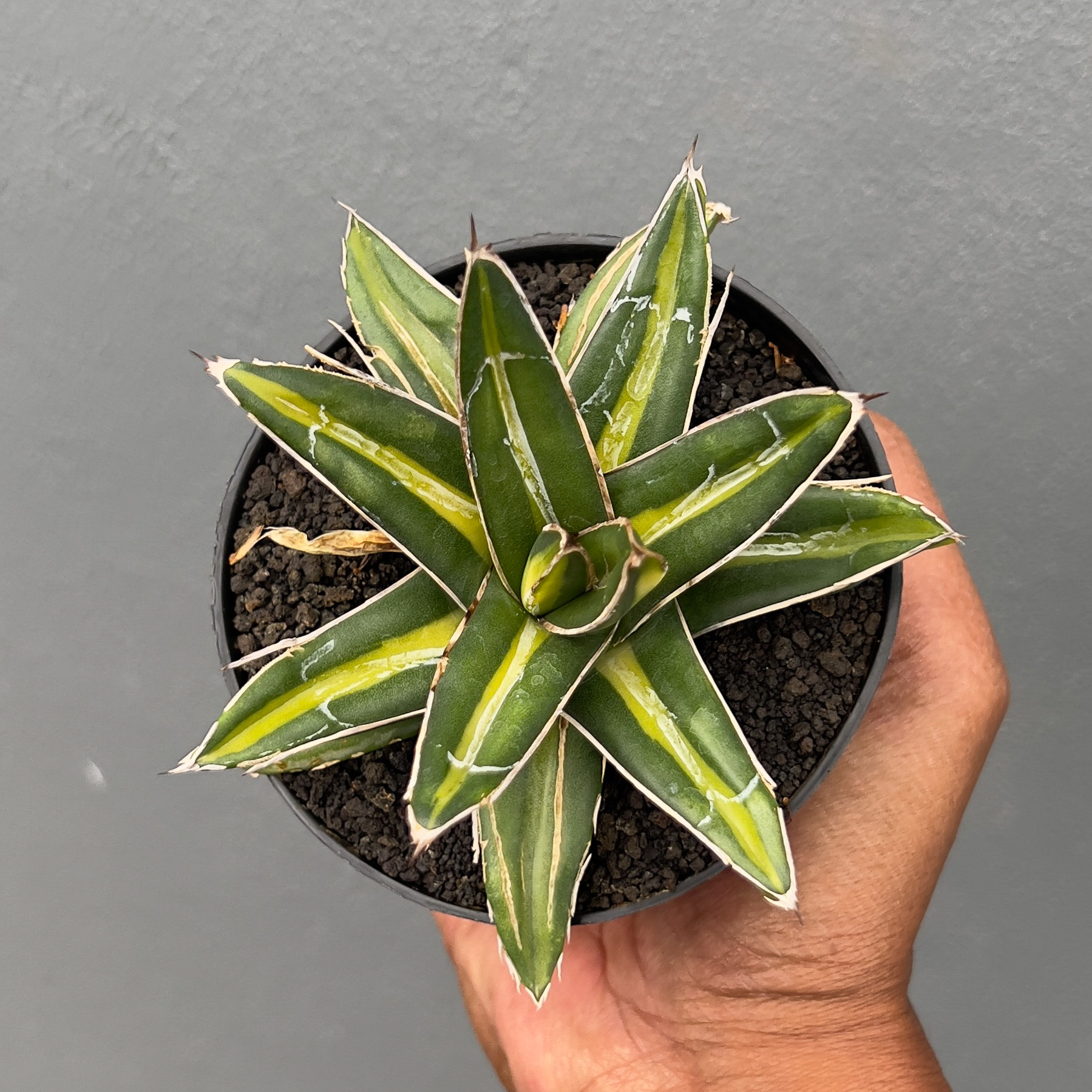 Agave Victoriae-reginae Giant Leafs Variegated For Sale - Real