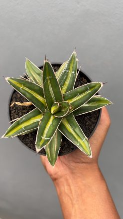 Agave Victoriae-reginae Giant Leafs Variegated, real gallery image #8 plants. Picture taken directly from kaktus.id community Agave farmer green houses.