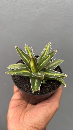 Agave Victoriae-reginae Giant Leafs Variegated, real gallery image #4 plants. Picture taken directly from kaktus.id community Agave farmer green houses.