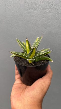Agave Victoriae-reginae Giant Leafs Variegated, real gallery image #6 plants. Picture taken directly from kaktus.id community Agave farmer green houses.