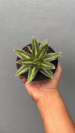 Agave Victoriae-reginae Giant Leafs Variegated, real gallery image #9 plants. Picture taken directly from kaktus.id community Agave farmer green houses.