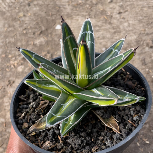 Agave Victoriae-reginae Giant Leafs Variegated, real gallery image #7 plants. Picture taken directly from kaktus.id community Agave farmer green houses.
