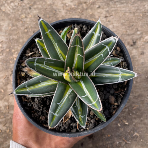 Agave Victoriae-reginae Giant Leafs Variegated, real gallery image #5 plants. Picture taken directly from kaktus.id community Agave farmer green houses.