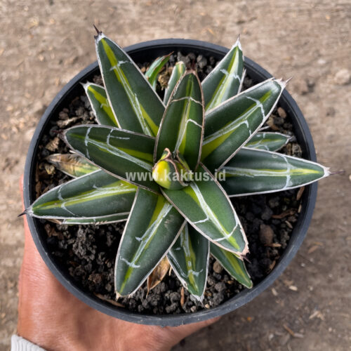 Agave Victoriae-reginae Giant Leafs Variegated, real gallery image #1 plants. Picture taken directly from kaktus.id community Agave farmer green houses.