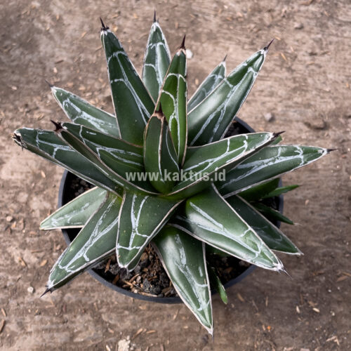 Agave Victoriae-reginae Giant Leafs, real gallery image #1 plants. Picture taken directly from kaktus.id community Agave farmer green houses.