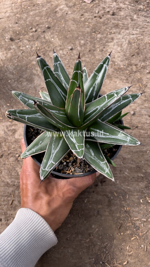 Agave Victoriae-reginae Giant Leafs, real gallery image #7 plants. Picture taken directly from kaktus.id community Agave farmer green houses.