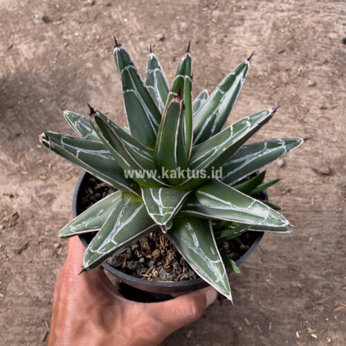 Agave Victoriae-reginae Giant Leafs, real gallery image #6 plants. Picture taken directly from kaktus.id community Agave farmer green houses.