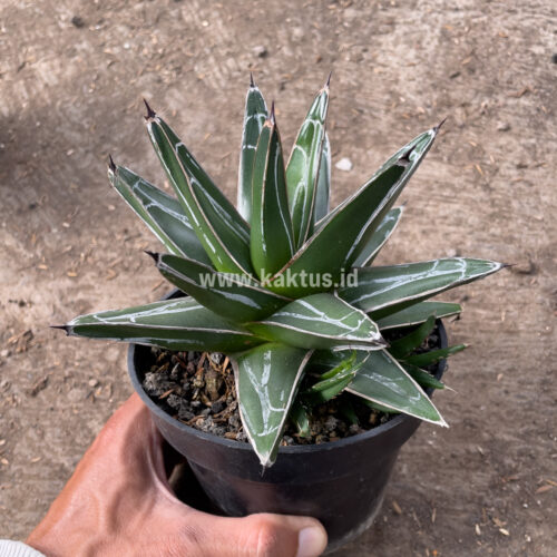 Agave Victoriae-reginae Giant Leafs, real gallery image #5 plants. Picture taken directly from kaktus.id community Agave farmer green houses.