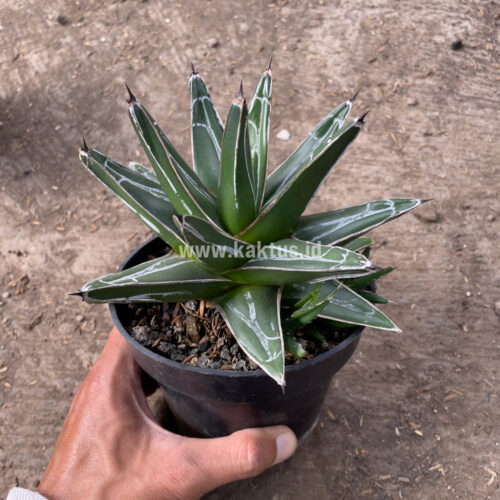 Agave Victoriae-reginae Giant Leafs, real gallery image #4 plants. Picture taken directly from kaktus.id community Agave farmer green houses.