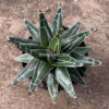 Agave Victoriae-reginae Giant Leafs, real gallery image #3 plants. Picture taken directly from kaktus.id community Agave farmer green houses.