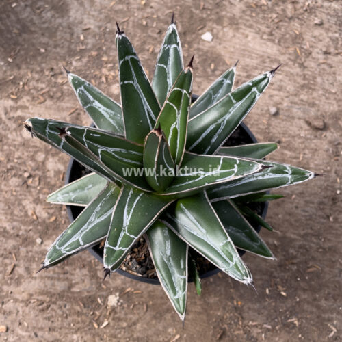 Agave Victoriae-reginae Giant Leafs, real gallery image #2 plants. Picture taken directly from kaktus.id community Agave farmer green houses.