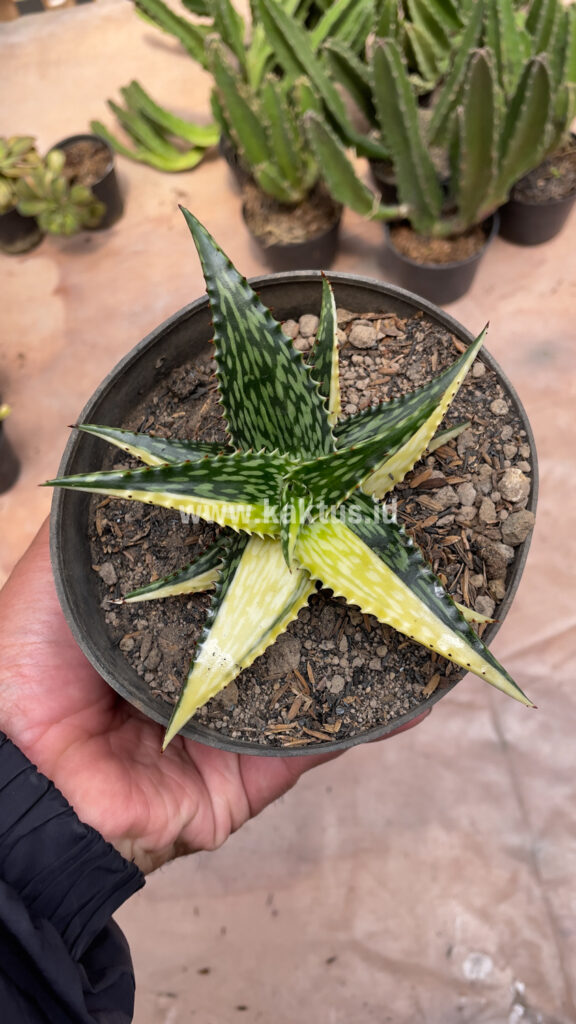kaktus.id