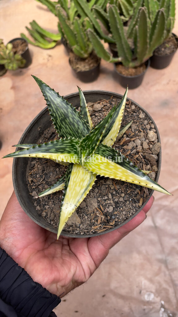 kaktus.id