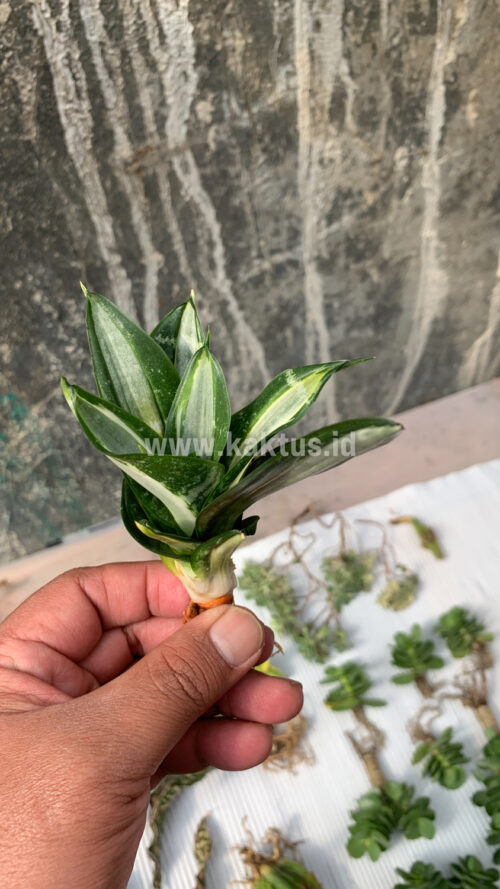 Sansevieria Hahniii Sticker, real gallery image #18 plants. Picture taken directly from kaktus.id community Sansevieria farmer green houses.