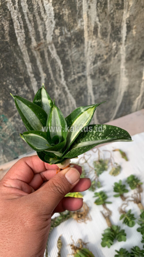 Sansevieria Hahniii Sticker, real gallery image #16 plants. Picture taken directly from kaktus.id community Sansevieria farmer green houses.