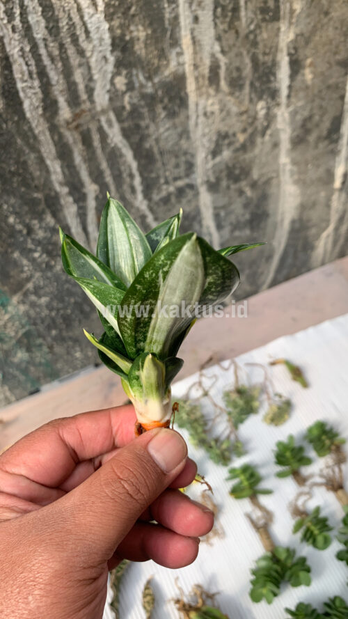 Sansevieria Hahniii Sticker, real gallery image #2 plants. Picture taken directly from kaktus.id community Sansevieria farmer green houses.
