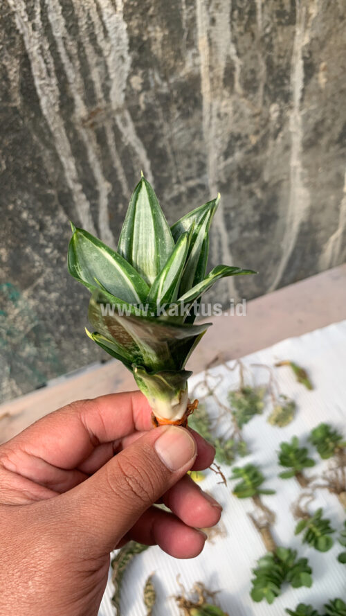 Sansevieria Hahniii Sticker, real gallery image #13 plants. Picture taken directly from kaktus.id community Sansevieria farmer green houses.