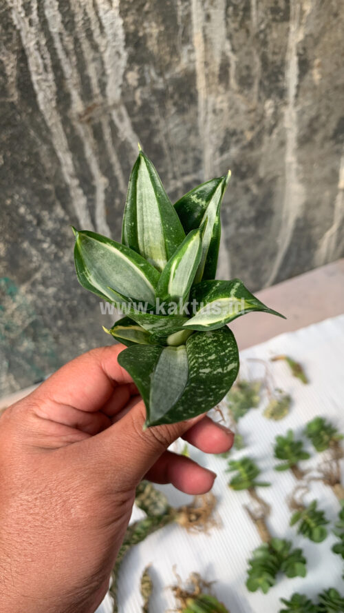 Sansevieria Hahniii Sticker, real gallery image #11 plants. Picture taken directly from kaktus.id community Sansevieria farmer green houses.