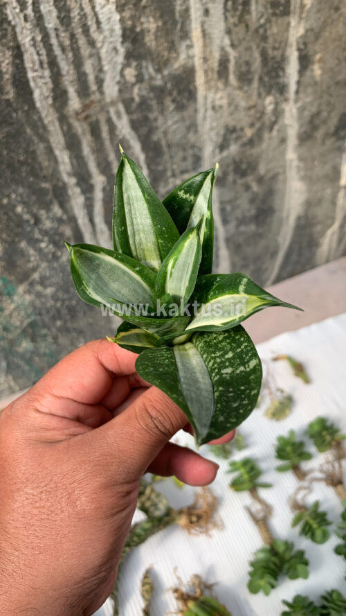 Sansevieria Hahniii Sticker, real gallery image #9 plants. Picture taken directly from kaktus.id community Sansevieria farmer green houses.