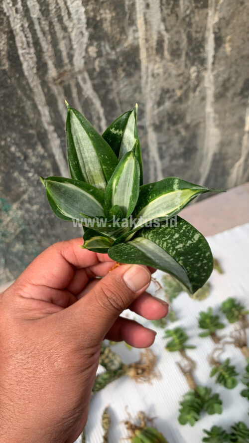 Sansevieria Hahniii Sticker, real gallery image #7 plants. Picture taken directly from kaktus.id community Sansevieria farmer green houses.