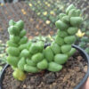 Crassula Elegans, real gallery image #2 plants. Picture taken directly from kaktus.id community Crassula farmer green houses.