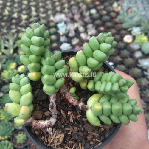 Crassula Elegans, real gallery image #1 plants. Picture taken directly from kaktus.id community Crassula farmer green houses.