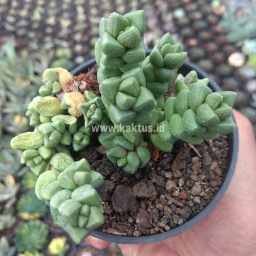 Crassula Elegans, real gallery image #4 plants. Picture taken directly from kaktus.id community Crassula farmer green houses.