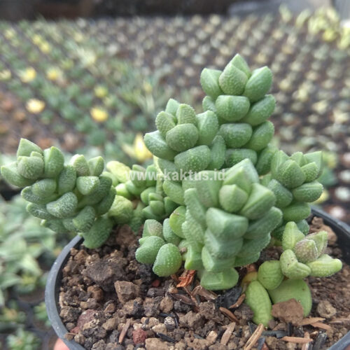 Crassula Elegans, real gallery image #3 plants. Picture taken directly from kaktus.id community Crassula farmer green houses.