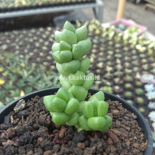 Crassula Elegans, real gallery image #5 plants. Picture taken directly from kaktus.id community Crassula farmer green houses.