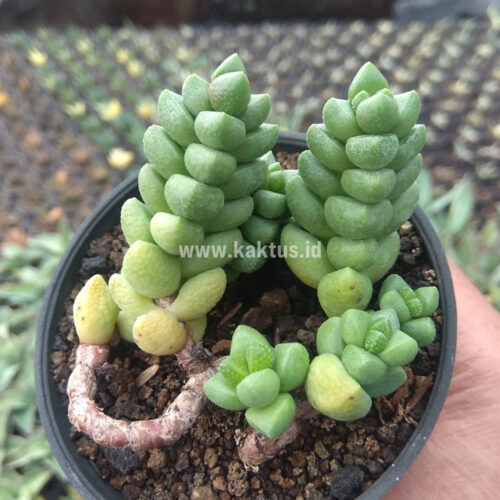 Crassula Elegans, real gallery image #6 plants. Picture taken directly from kaktus.id community Crassula farmer green houses.