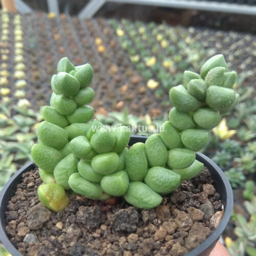 Crassula Elegans, real gallery image #7 plants. Picture taken directly from kaktus.id community Crassula farmer green houses.