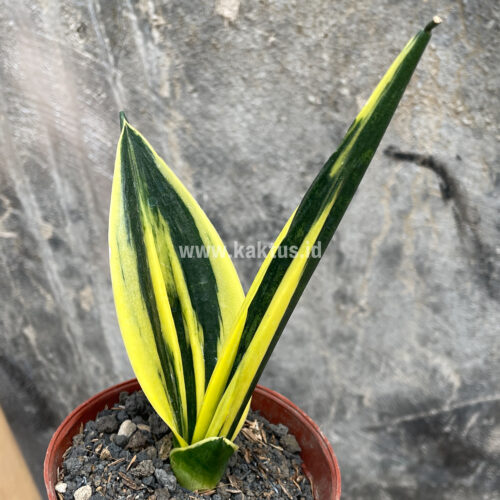 Sansevieria Gold Flame Pipe Leaf, real gallery image #1 plants. Picture taken directly from kaktus.id community Sansevieria farmer green houses.