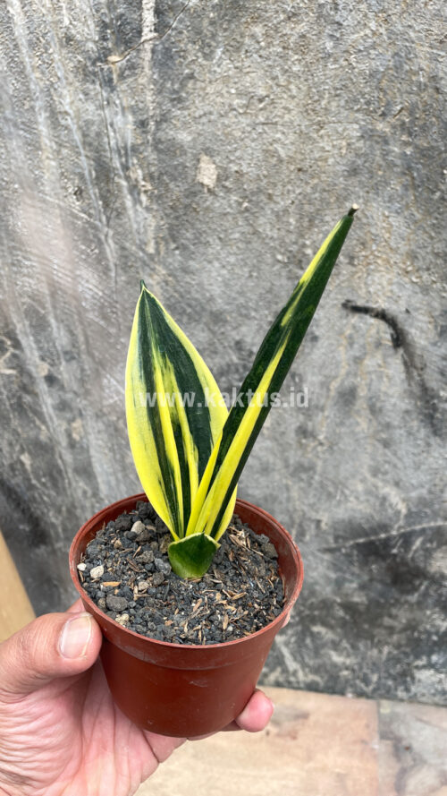 Sansevieria Gold Flame Pipe Leaf, real gallery image #17 plants. Picture taken directly from kaktus.id community Sansevieria farmer green houses.