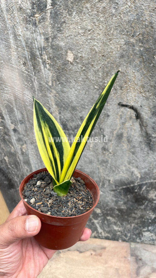 Sansevieria Gold Flame Pipe Leaf, real gallery image #14 plants. Picture taken directly from kaktus.id community Sansevieria farmer green houses.