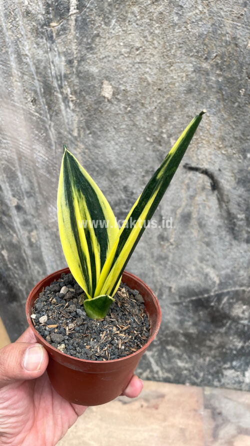 Sansevieria Gold Flame Pipe Leaf, real gallery image #5 plants. Picture taken directly from kaktus.id community Sansevieria farmer green houses.