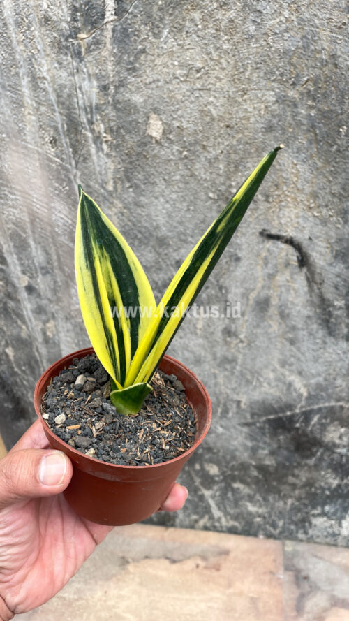 Sansevieria Gold Flame Pipe Leaf, real gallery image #9 plants. Picture taken directly from kaktus.id community Sansevieria farmer green houses.