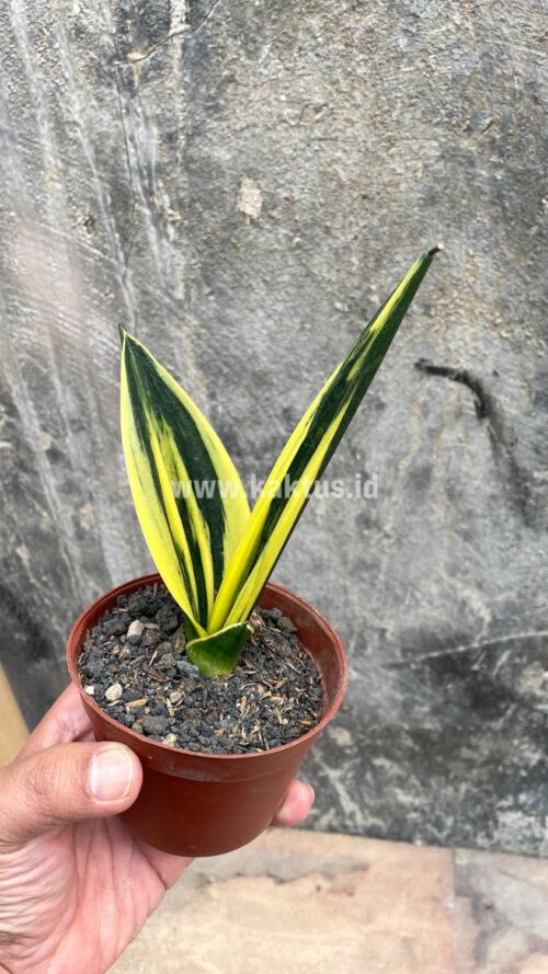 Sansevieria Gold Flame Pipe Leaf, real gallery image #11 plants. Picture taken directly from kaktus.id community Sansevieria farmer green houses.