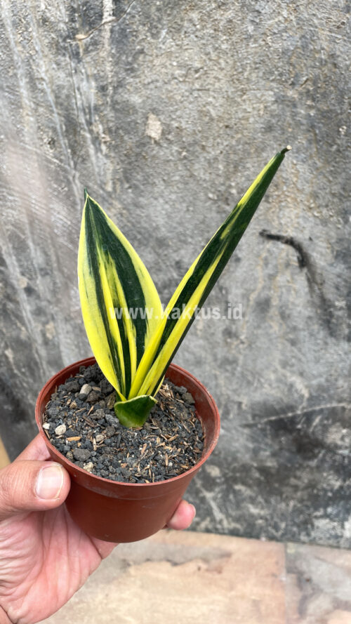 Sansevieria Gold Flame Pipe Leaf, real gallery image #7 plants. Picture taken directly from kaktus.id community Sansevieria farmer green houses.