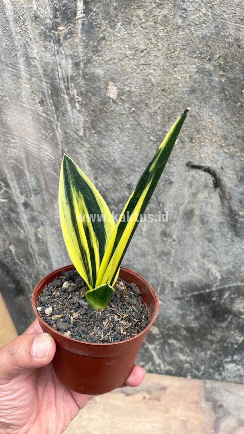 Sansevieria Gold Flame Pipe Leaf, real gallery image #15 plants. Picture taken directly from kaktus.id community Sansevieria farmer green houses.
