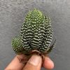 Haworthia Papilosa